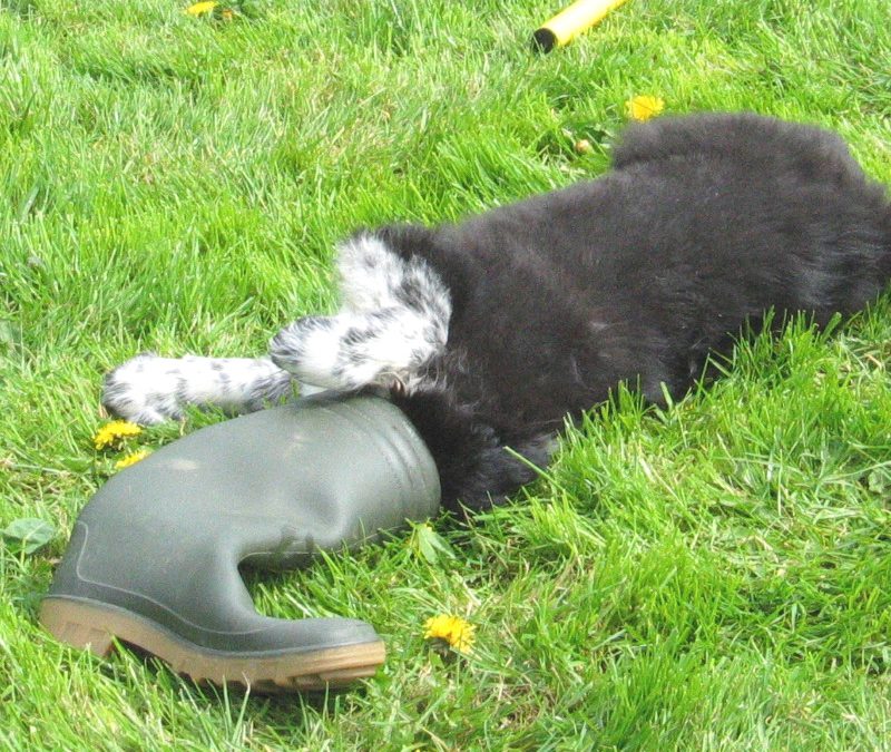 Since the Dawn of Dog Training