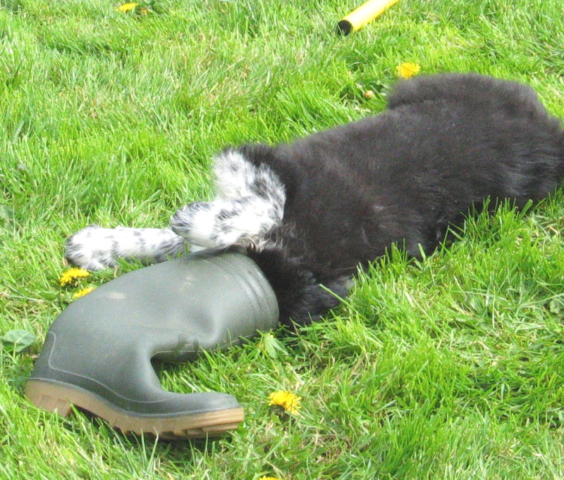 puppy with head in a boot