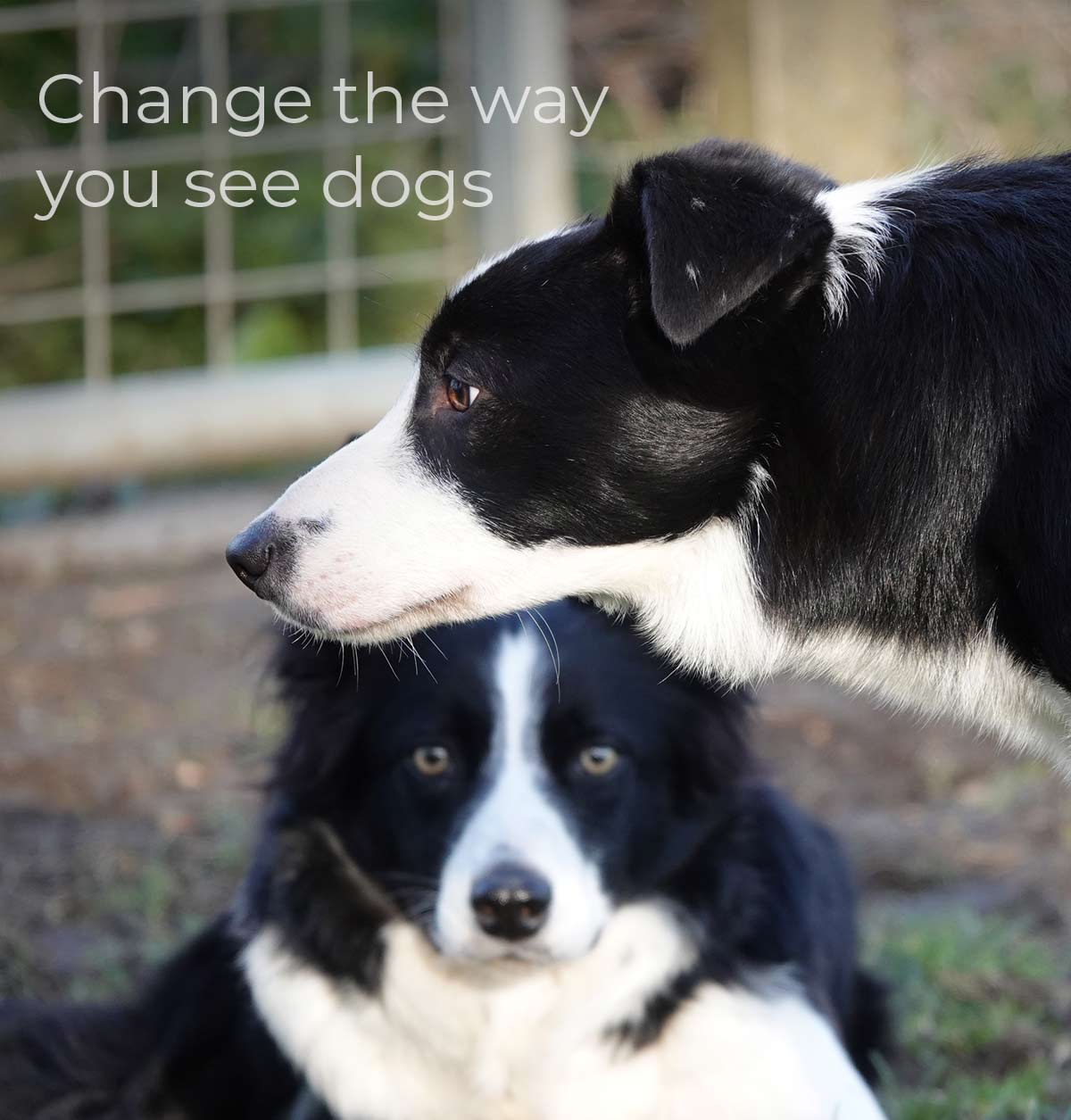 Two collies running fast