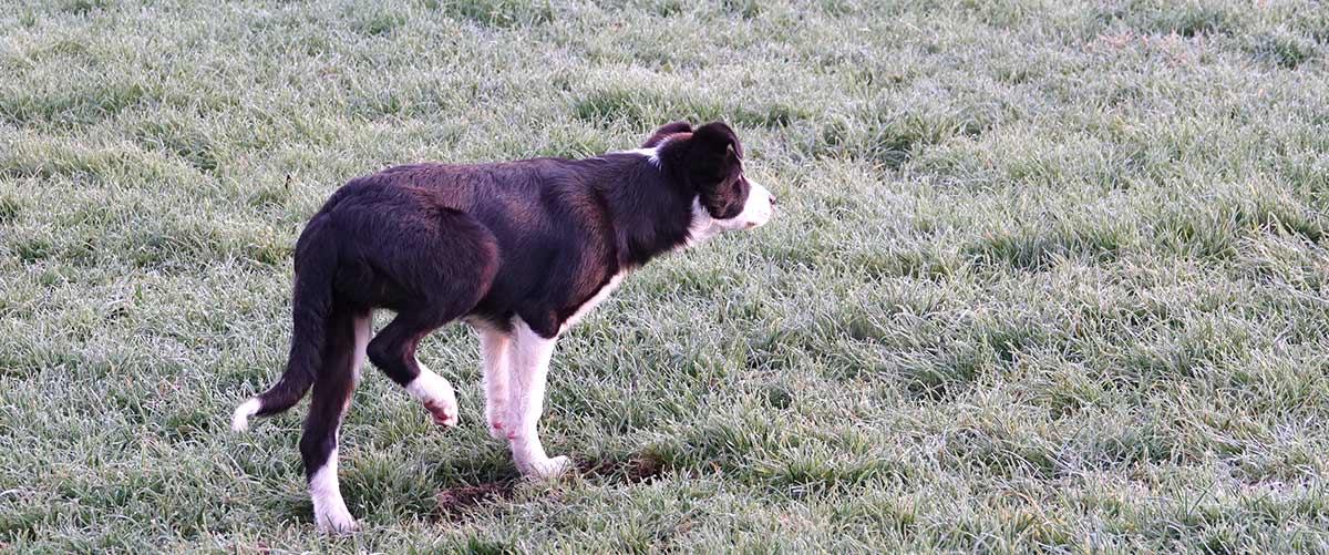 Collie pup with leg up focussed
