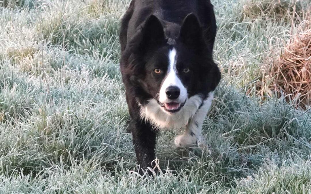Collies : Masters at Laser Focus