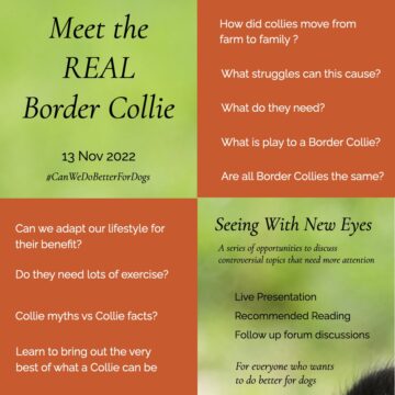 Meet the real border collie