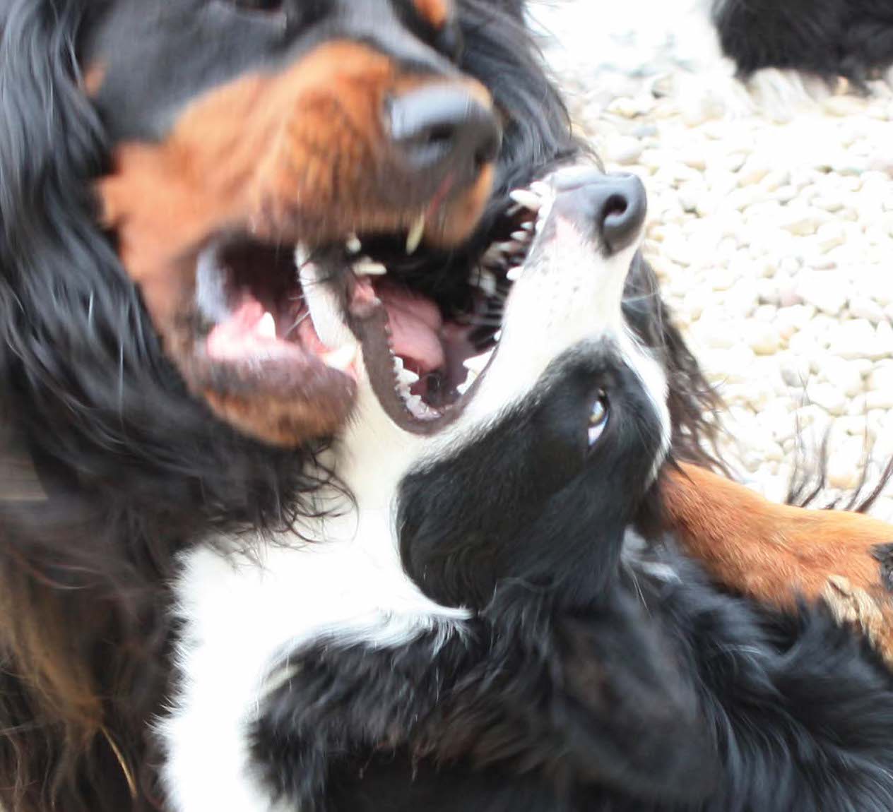 pup open mouth greeting other dog
