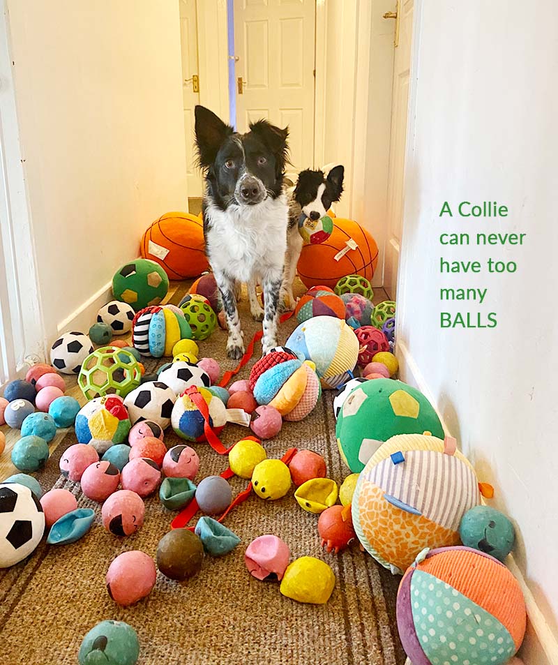 Hallway filled with balls and collies asking for games