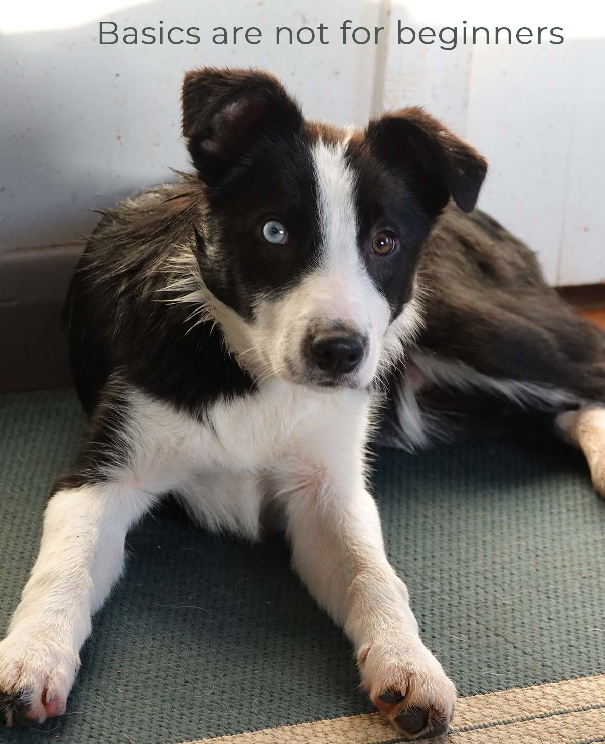 Collie puppy with text Basics is not for begnners
