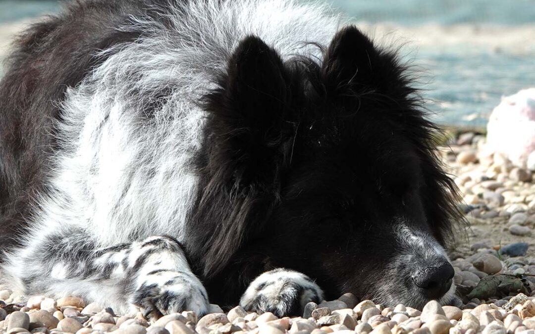 The Whole of The Dog