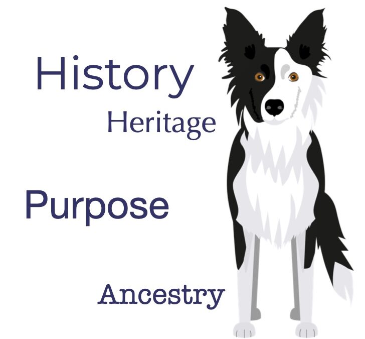 History of Border Collies