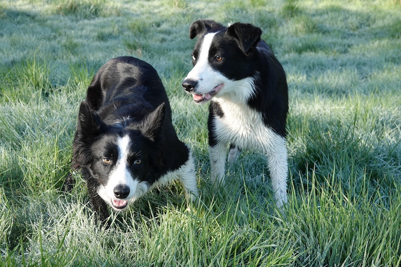 one collie watching another