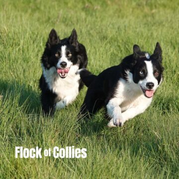 Two collies running fast