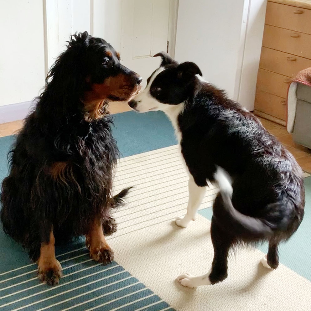 Young Border collie flirting with older dog