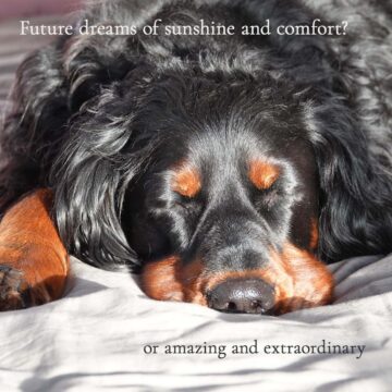 Dog sleeping in sunshine