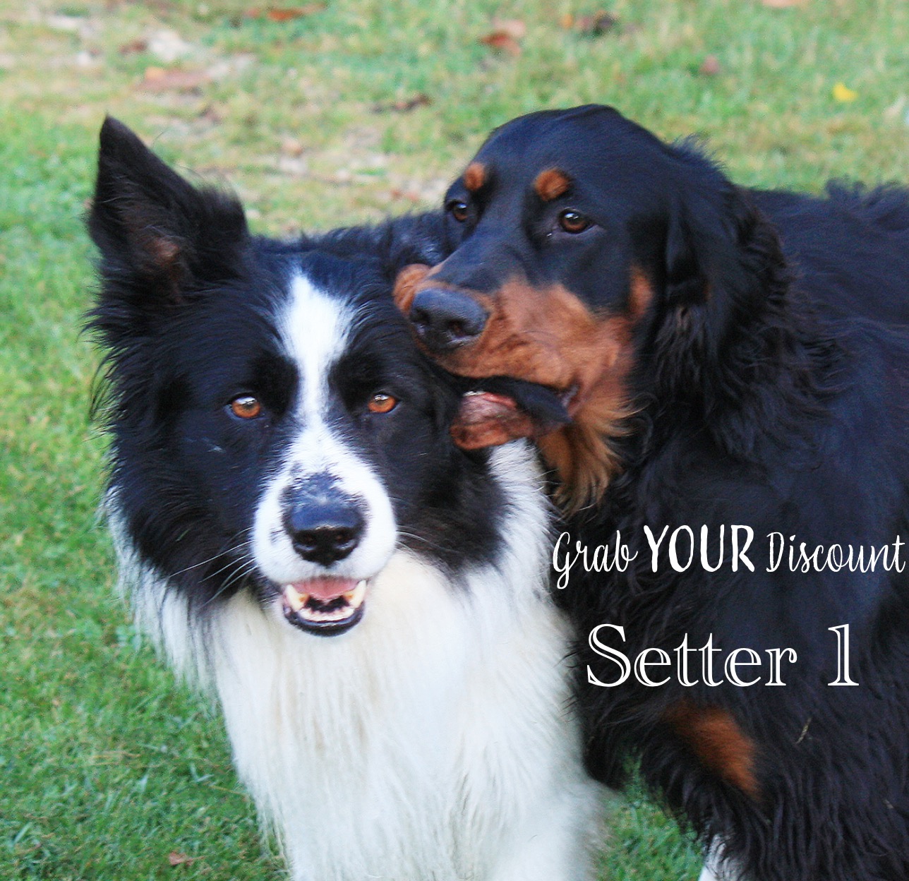 run home text Two Dog Collie and Setter