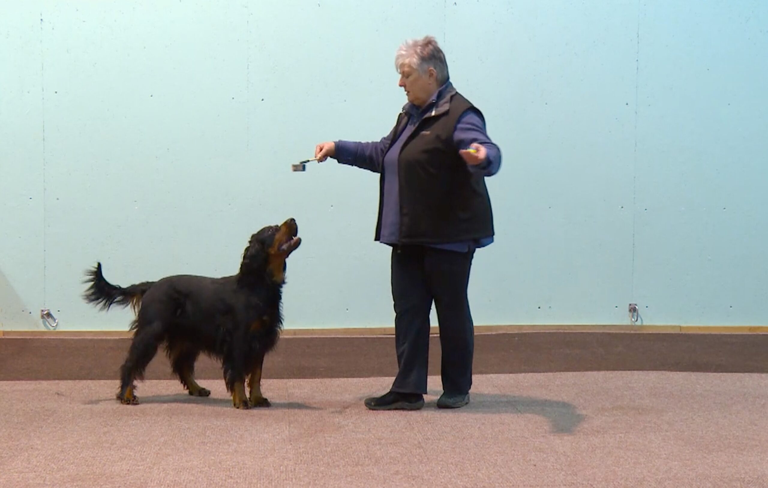 person and Dog following cup on a stick
