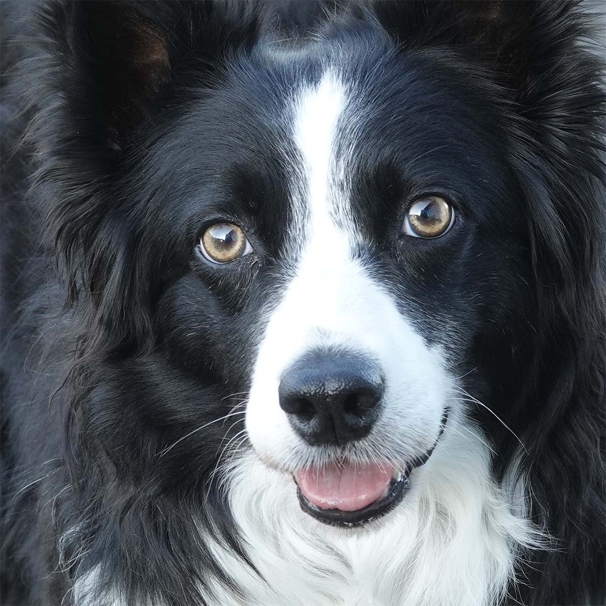 Collie with angelic face