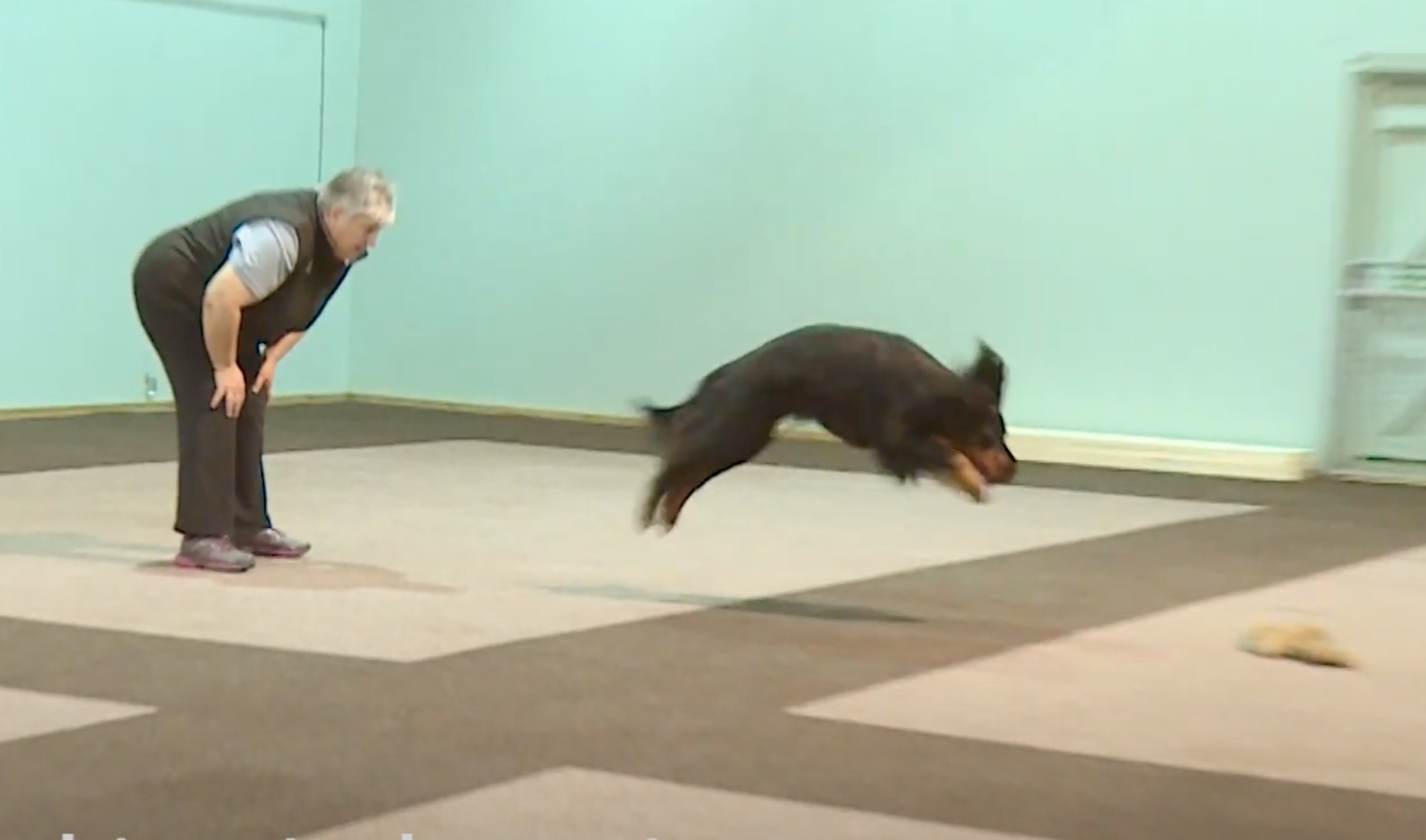 dog jumping in air to land on toy