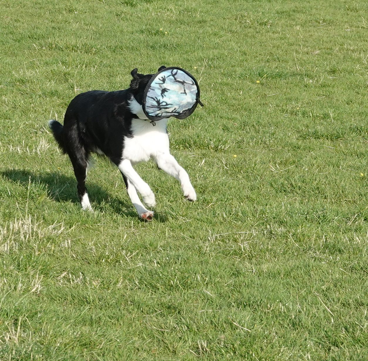 Collie retrieving disc