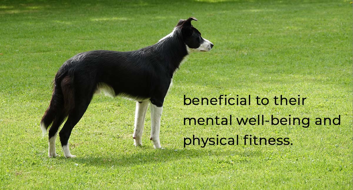 benficial well bring Collie standing with text beneficial to their mental well-being and physical fitness.
