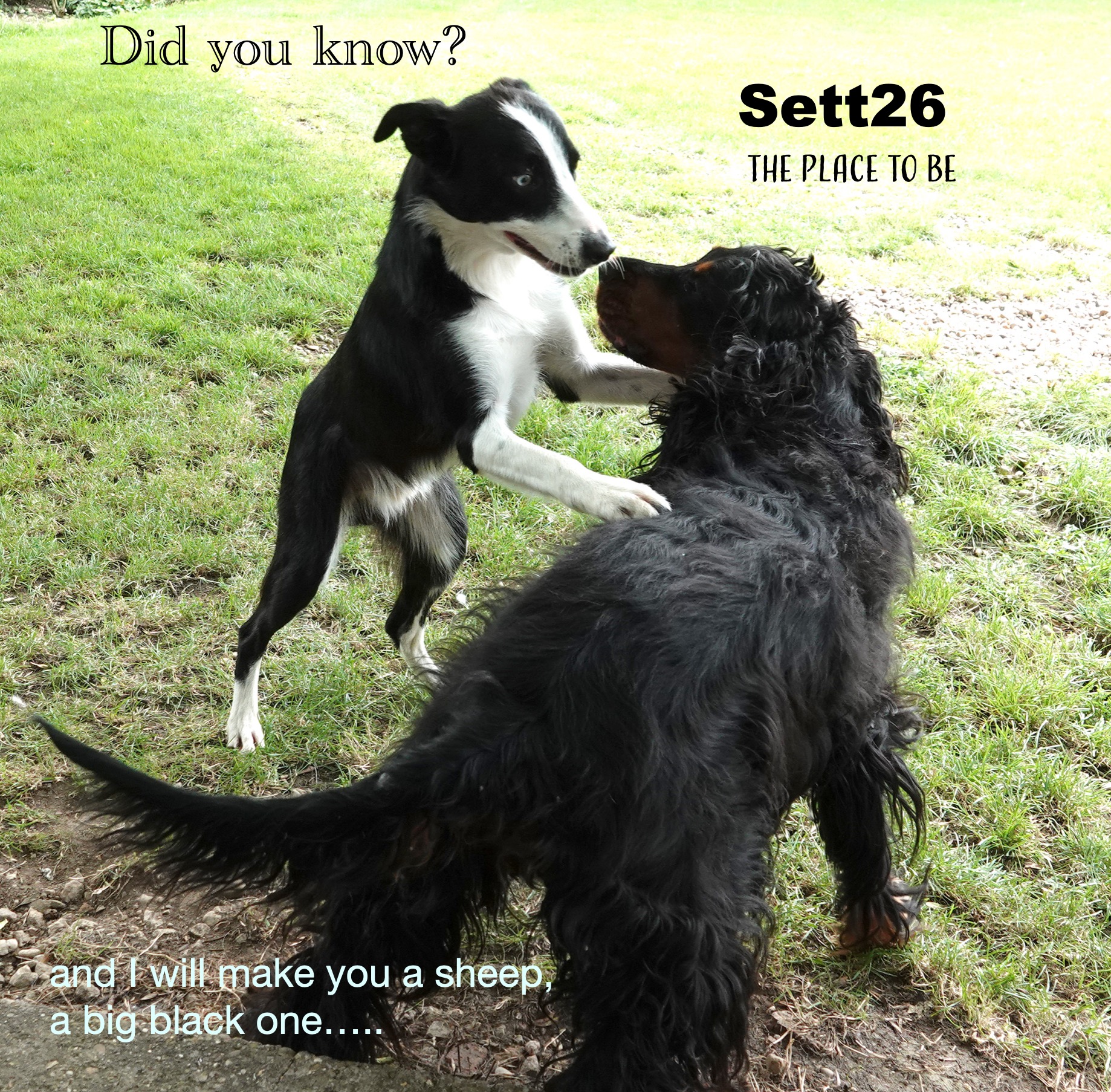 image of Border Collie propositioning a Gordon setter