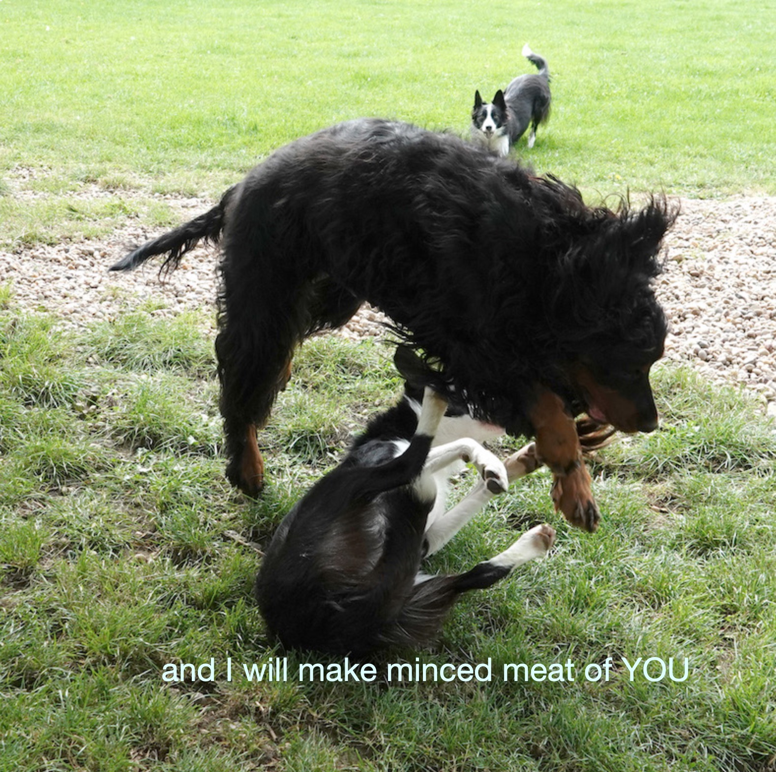 Gordon Setter rolling the rude Collie pup over