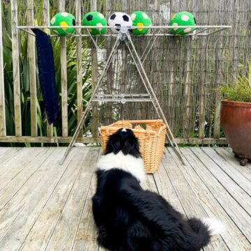 Border collie looking at a drying rack of balls