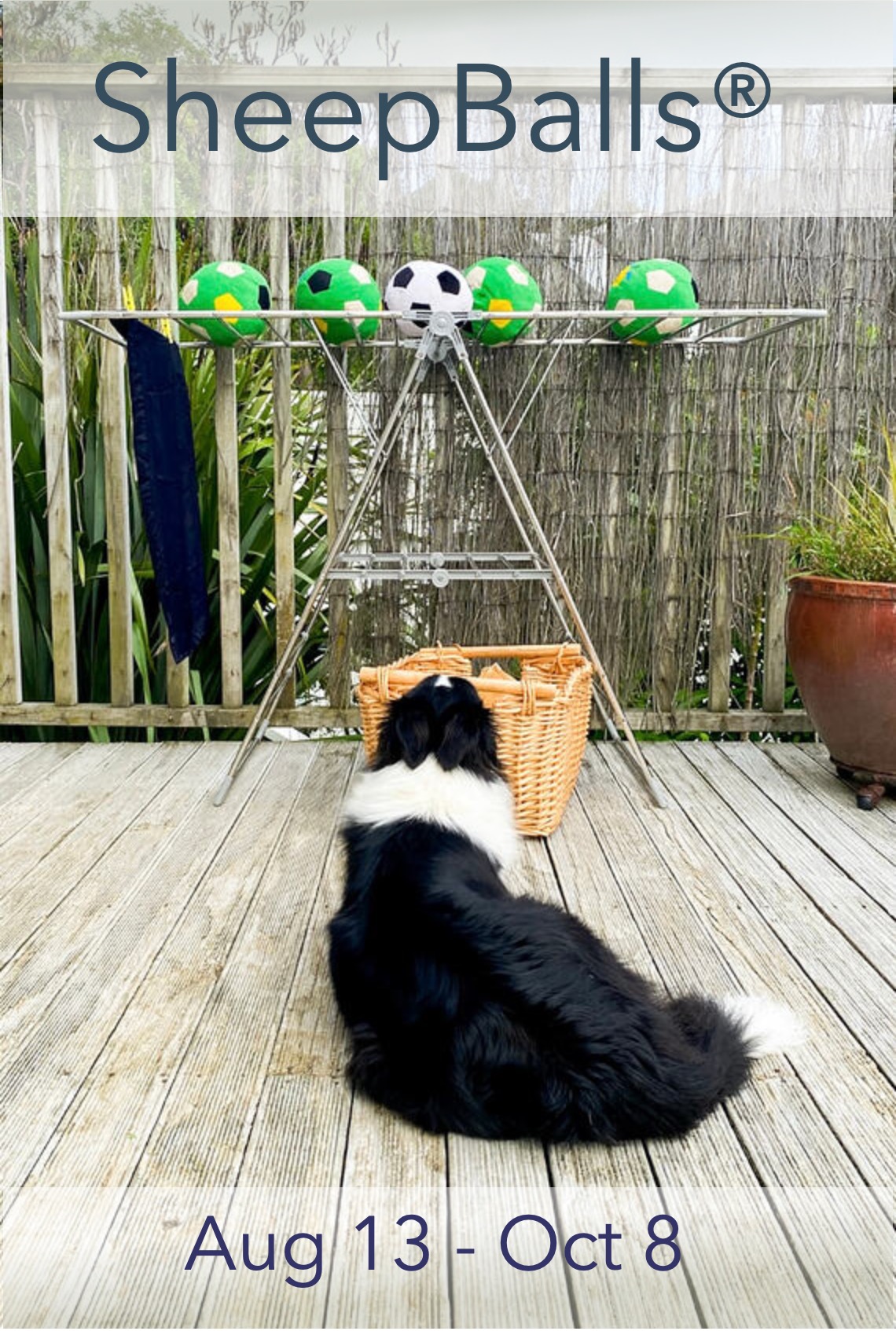 Border collie looking at a drying rack of balls