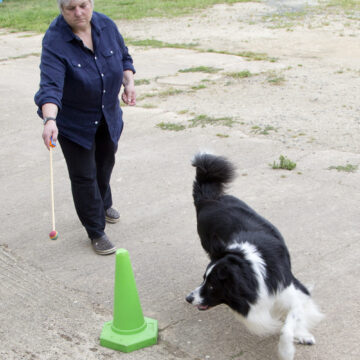 using target to teach dog pattern for circling cone