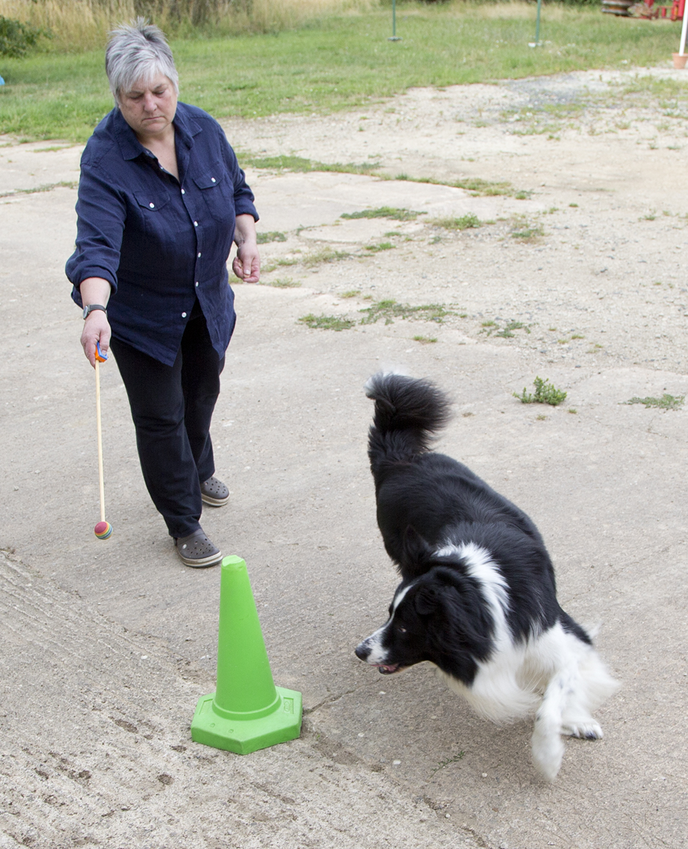 using target to teach dog pattern for circling cone