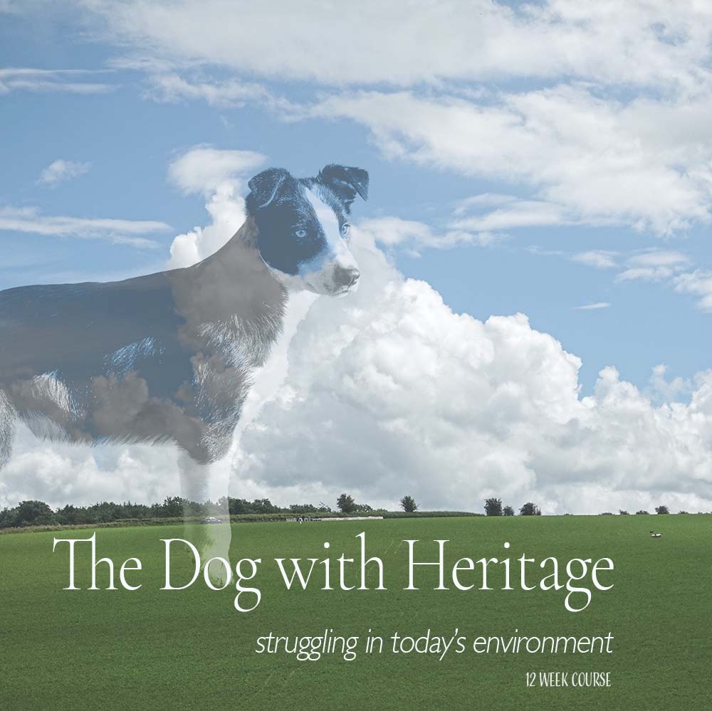 3 Dog Heritage advert Border Collie appearing to stand overlooking a field