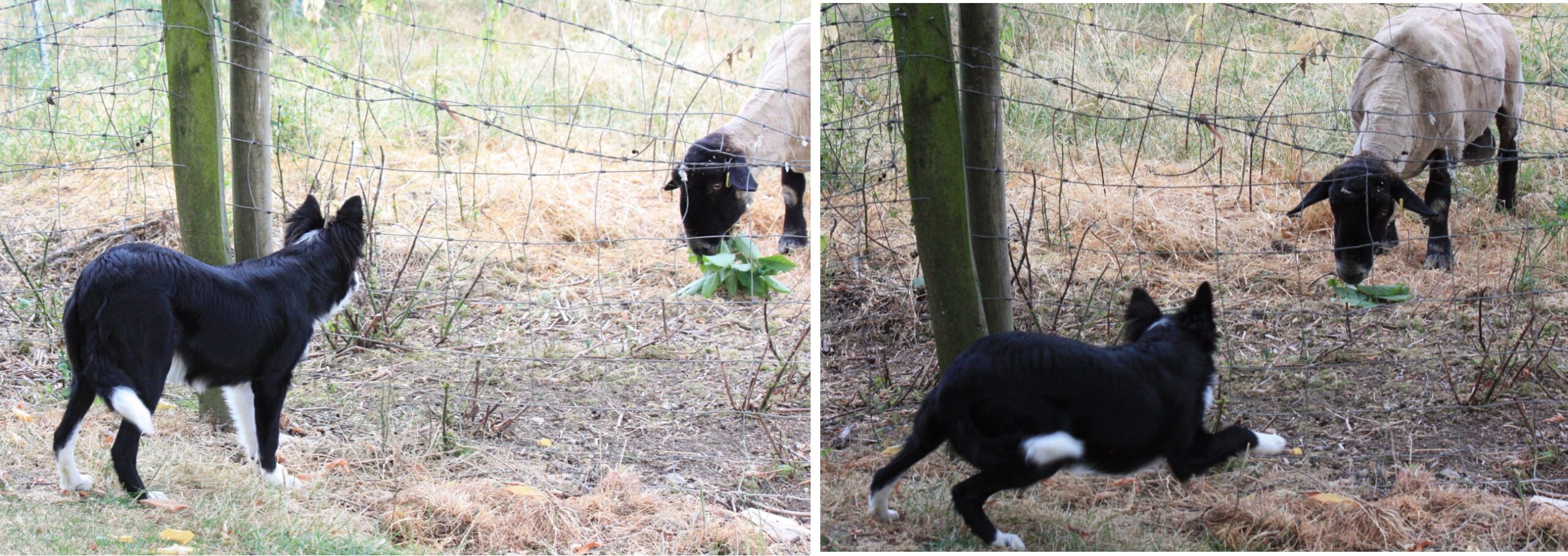 Ram no Collie watching ram and then responding