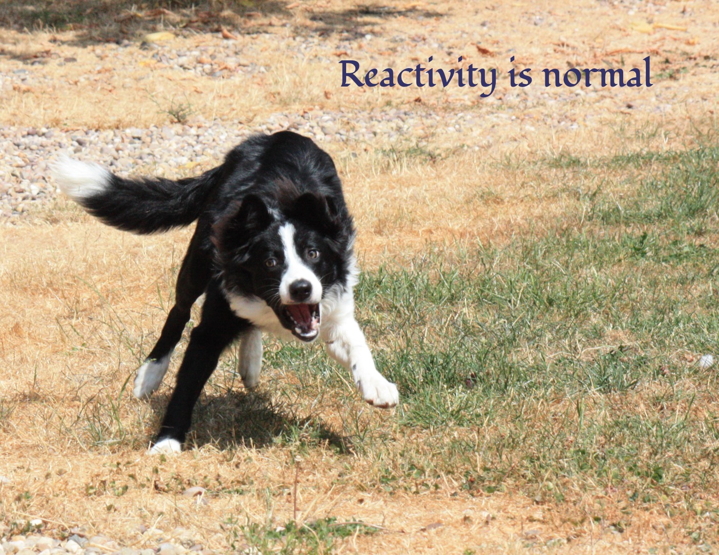 Reactivity is normal Collie barking